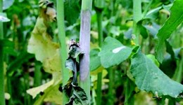 Strategic Cereal Farm results webinar: How to put IPM to work